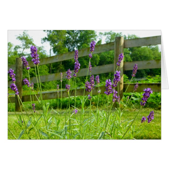 Lavender Blooming (Voorkant Horizontaal)