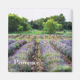 lavender boerderij field - Provence Magneet