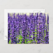Lavender Briefkaart (Voorkant / Achterkant)