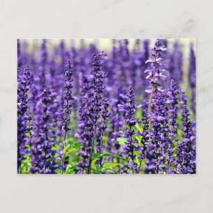 Lavender Briefkaart