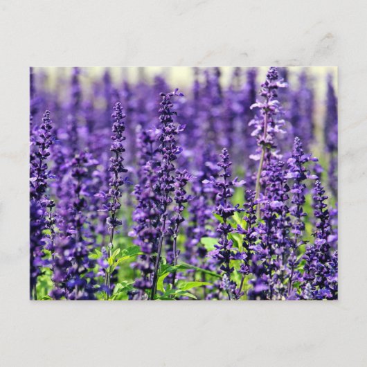 Lavender Briefkaart (Voorkant)