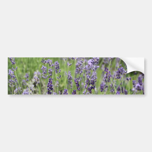 Lavender Bumpersticker (Voorkant)
