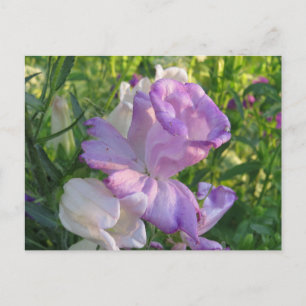Lavender Campunella Bell Flower Briefkaart