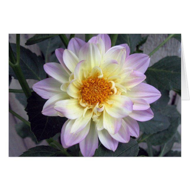 Lavender Creme Dahlia (Voorkant Horizontaal)