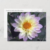 Lavender Creme Dahlia Briefkaart (Voorkant / Achterkant)