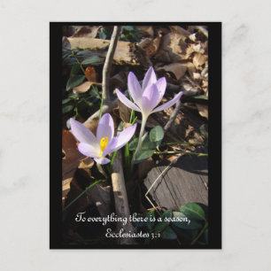 Lavender Crocus Briefkaart