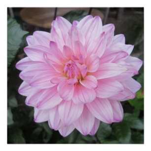 Lavender Dahlia Flower Perfect Poster