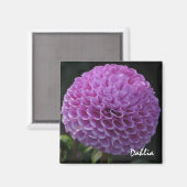 Lavender Dahlia Magnet (Recto/Verso)