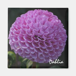 Lavender Dahlia Magnet Magneet