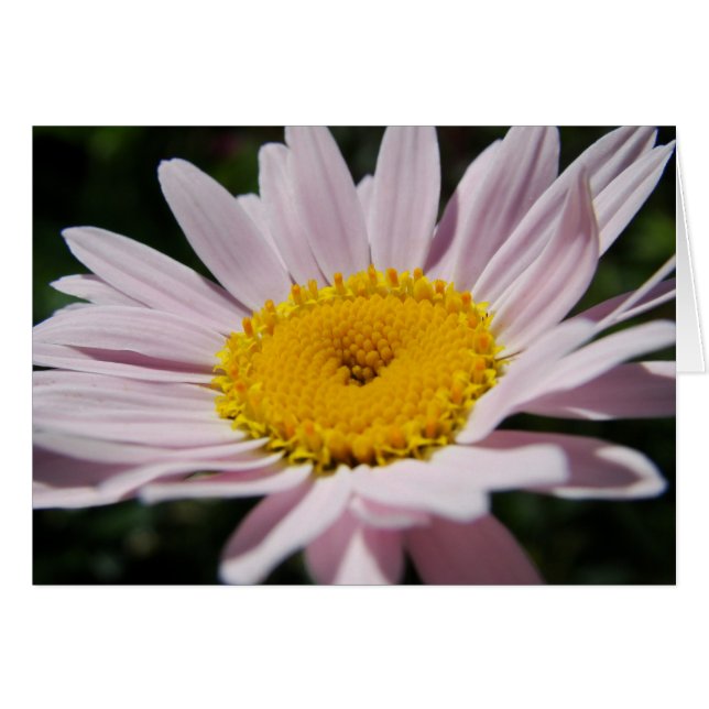 Lavender daisy (Voorkant Horizontaal)