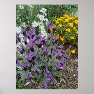 Lavender Daisy Paars Flower Garden Poster