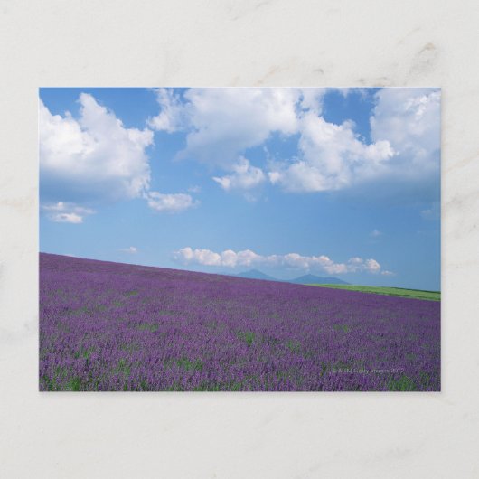Lavender Field Briefkaart (Voorkant)