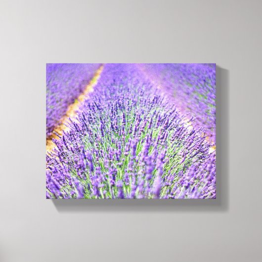 Lavender Field Canvas Afdruk (Voorkant)