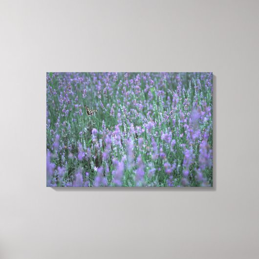 Lavender Field Canvas Afdruk (Voorkant)