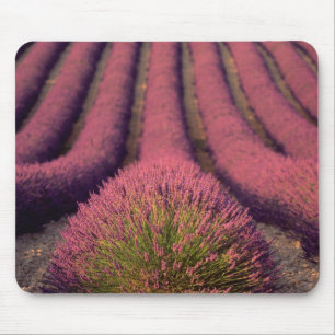 Lavender field in High Provence, France 2 Muismat