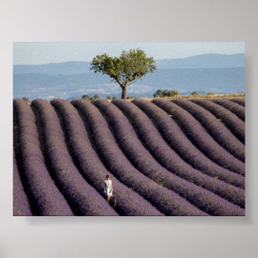 Lavender field in Provence Poster (Voorkant)