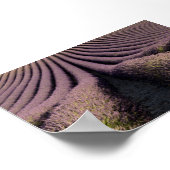 Lavender field in Provence Poster (Hoek)