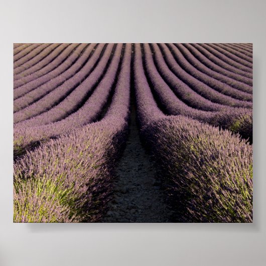 Lavender field in Provence Poster (Voorkant)