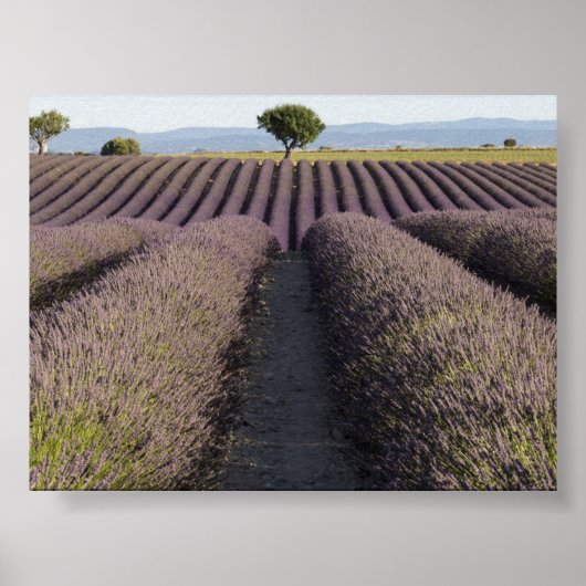 Lavender field in Provence Poster (Voorkant)