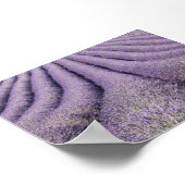 Lavender field in Provence Poster (Hoek)
