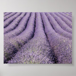 Lavender field in Provence Poster