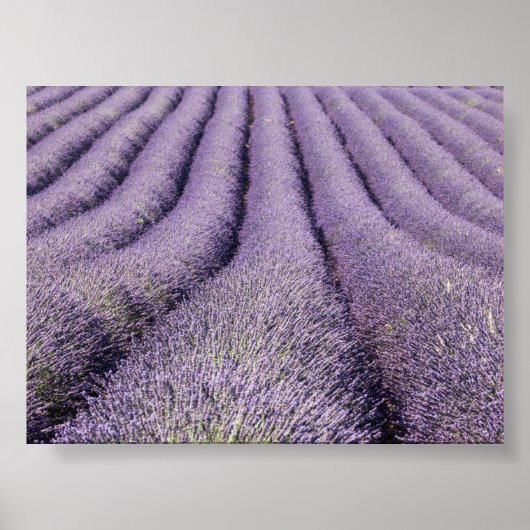 Lavender field in Provence Poster (Voorkant)