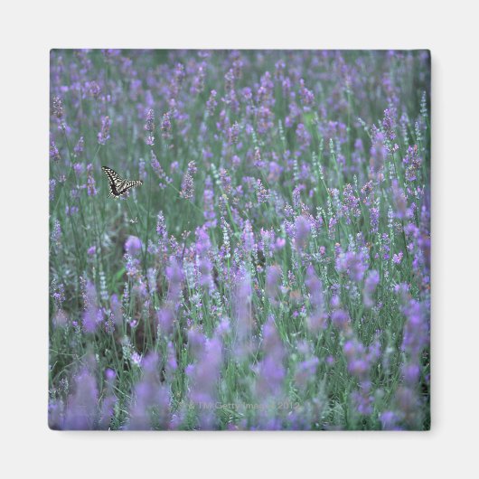 Lavender Field Magneet (Voorkant)