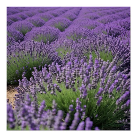 lavender field perfect poster (Voorkant)