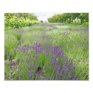 Lavender Field Photo Art Foto Afdruk