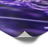 Lavender Field Poster (Hoek)