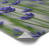Lavender Field Poster (Hoek)