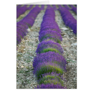 Lavender field, Provence, Frankrijk