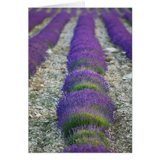 Lavender field, Provence, Frankrijk (Voorkant)