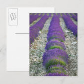 Lavender field, Provence, Frankrijk Briefkaart (Voorkant / Achterkant)
