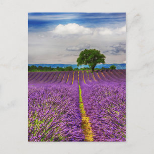 Lavender Field schilderachtig, Frankrijk Briefkaart