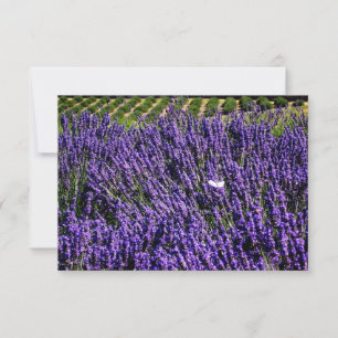 Lavender Field Specialized Blank Notecard Kaart