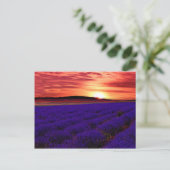 Lavender Field Sunset Briefkaart (Staand voorkant)
