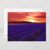Lavender Field Sunset Briefkaart (Voorkant / Achterkant)