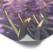 Lavender Field Sunset Poster (Coin)