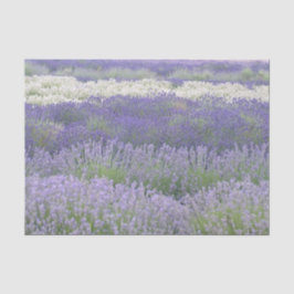 Lavender Field Tissue Paper Tissuepapier