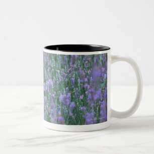 Lavender Field Tweekleurige Koffiemok