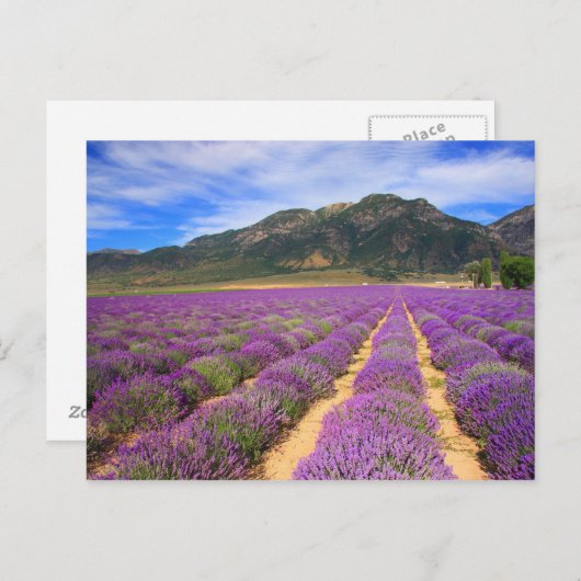 Lavender Fields for ever Briefkaart (Voorkant / Achterkant)