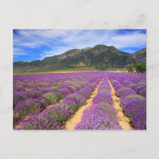 Lavender Fields for ever Briefkaart