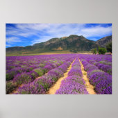 Lavender Fields for ever Poster (Voorkant)