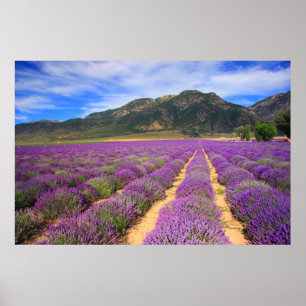 Lavender Fields for ever Poster