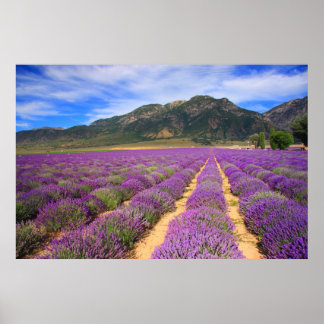Lavender Fields for ever Poster