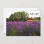 Lavender Fields Sequim Briefkaart (Voorkant / Achterkant)