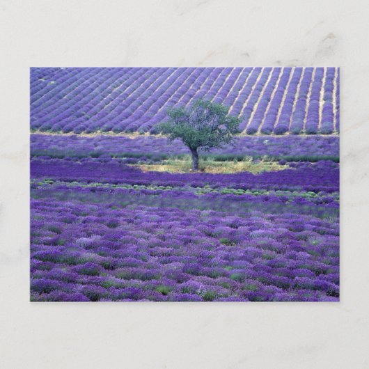 Lavender fields, Vence, Provence, Frankrijk Briefkaart (Voorkant)