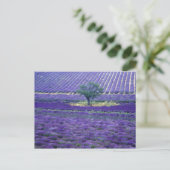 Lavender fields, Vence, Provence, Frankrijk Briefkaart (Staand voorkant)
