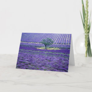 Lavender fields, Vence, Provence, Frankrijk Kaart